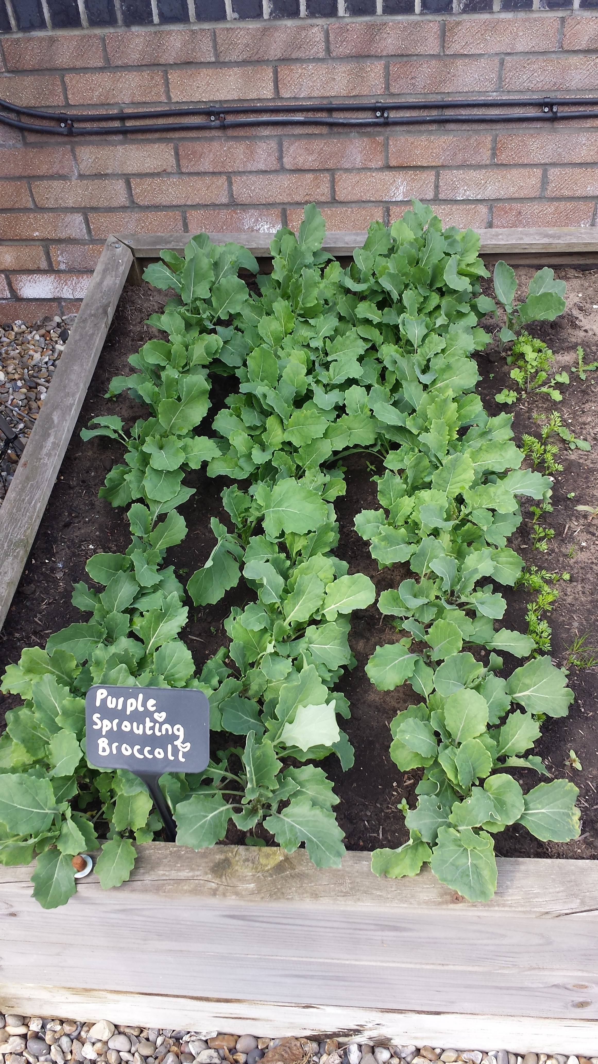 Sprouting Broccoli 2